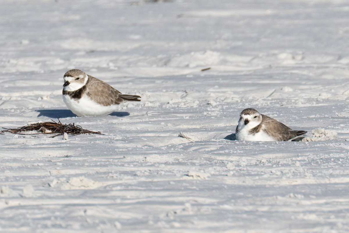 Piping Plover - Brett Hoffman