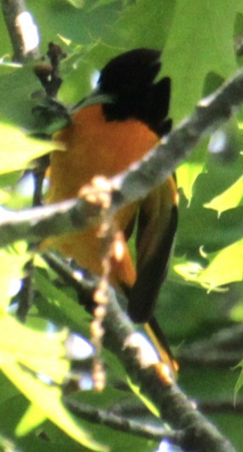 Baltimore Oriole - Samuel Harris