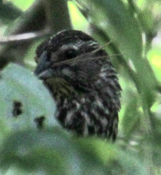 Red-winged Blackbird (Red-winged) - Samuel Harris