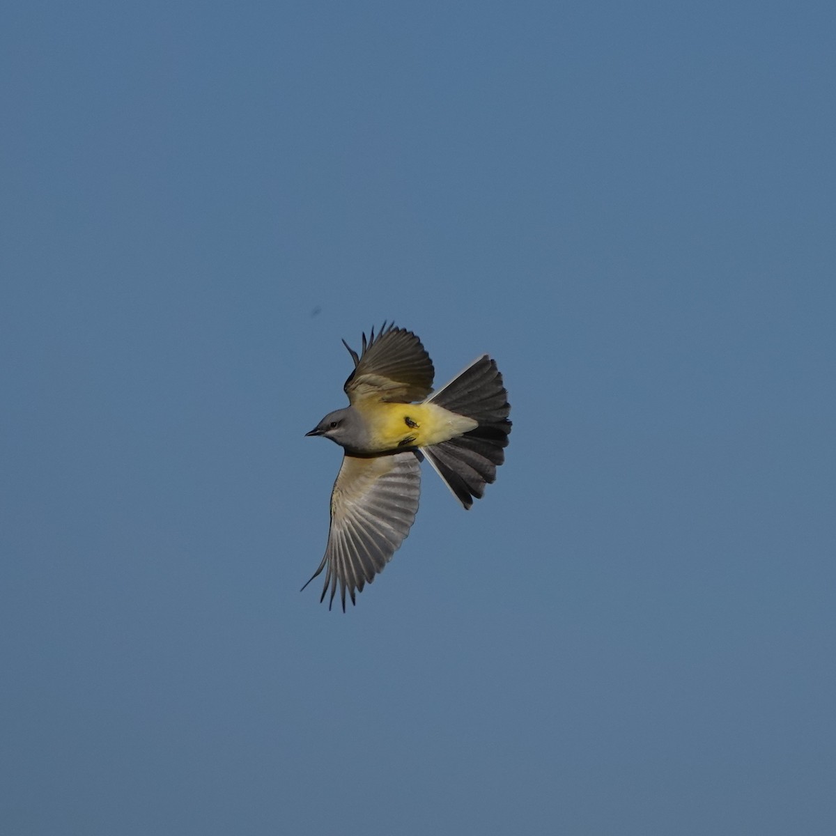 Western Kingbird - George Ho