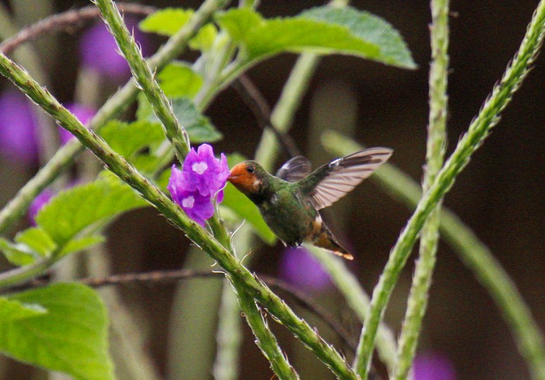 Rufous-crested Coquette - ML619529188