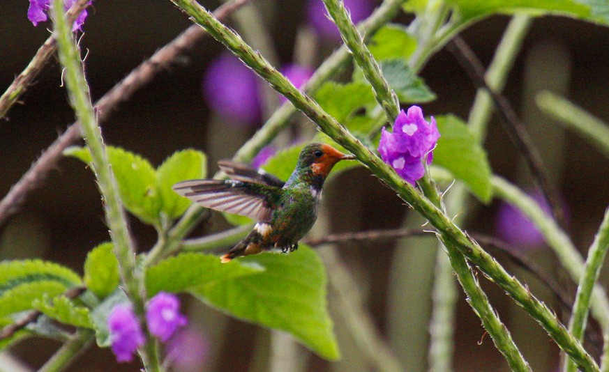 Rufous-crested Coquette - Mónica Thurman