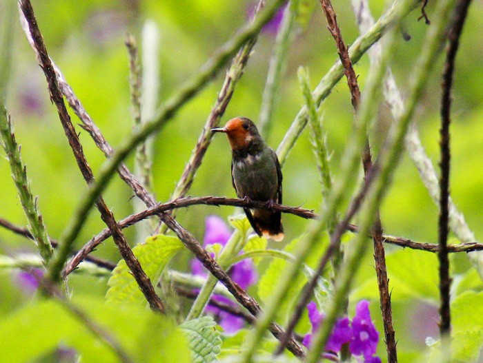 Rufous-crested Coquette - Mónica Thurman