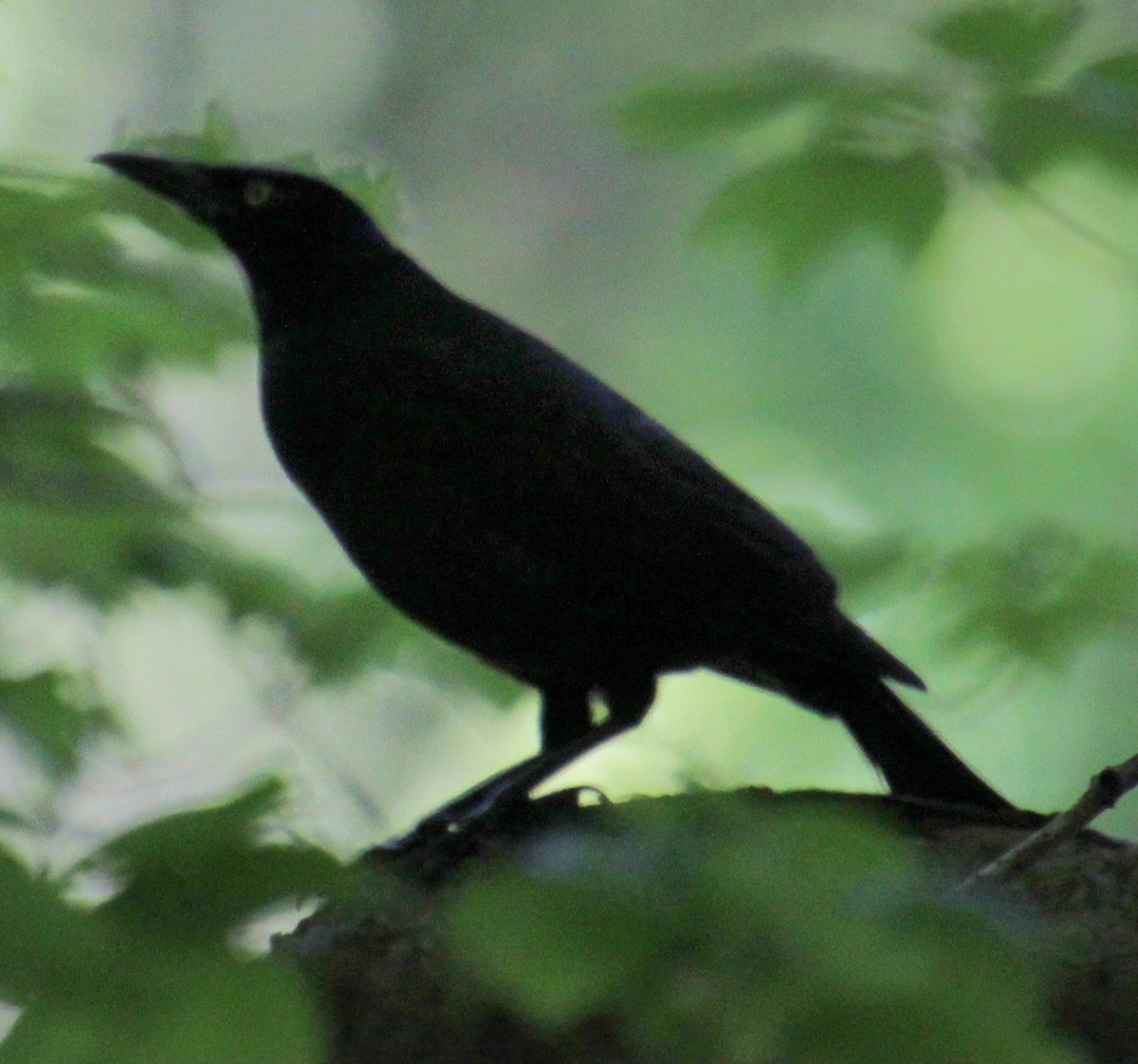 Common Grackle (Bronzed) - Samuel Harris