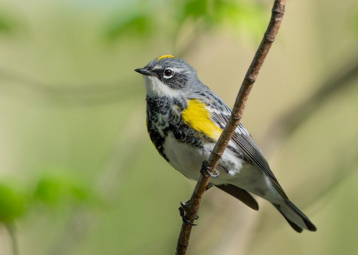 Yellow-rumped Warbler - Dori Eldridge