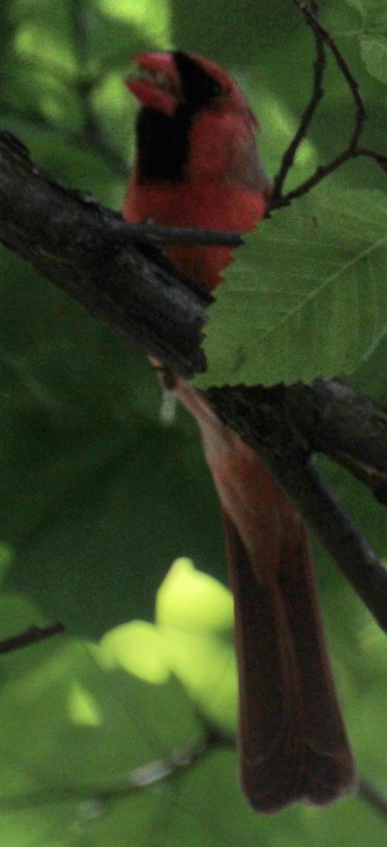 Northern Cardinal - Samuel Harris