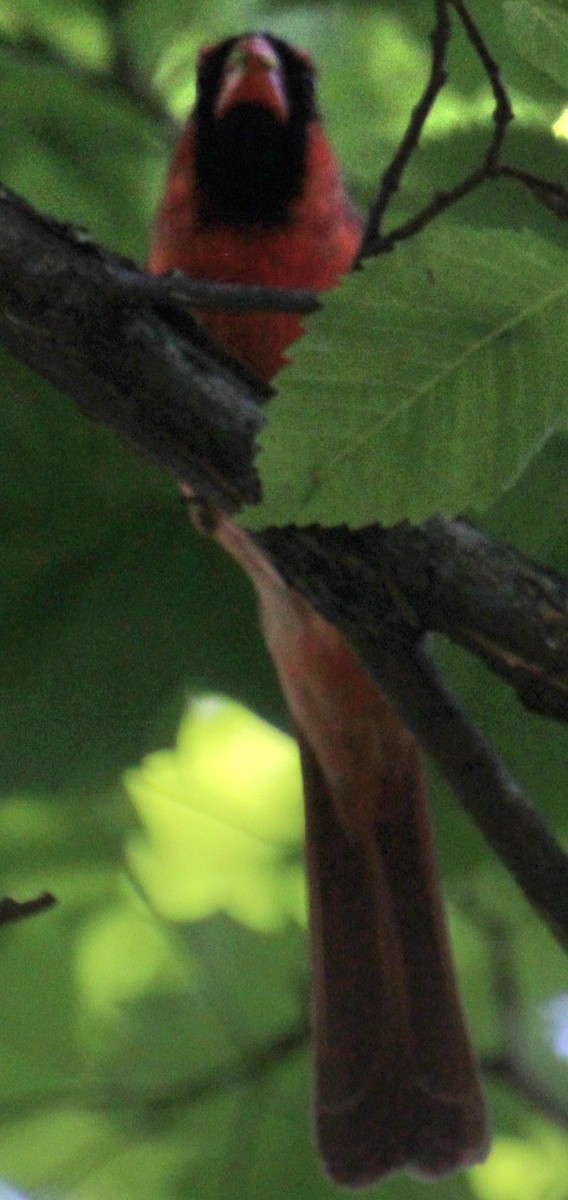 Northern Cardinal - Samuel Harris