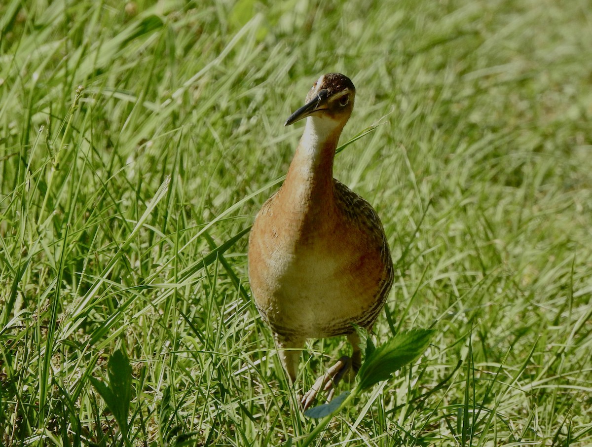 King Rail - Bart Valentine