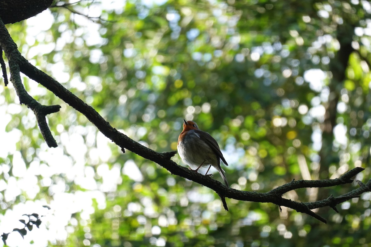 European Robin - Gonzalo Fernandez Jaraiz