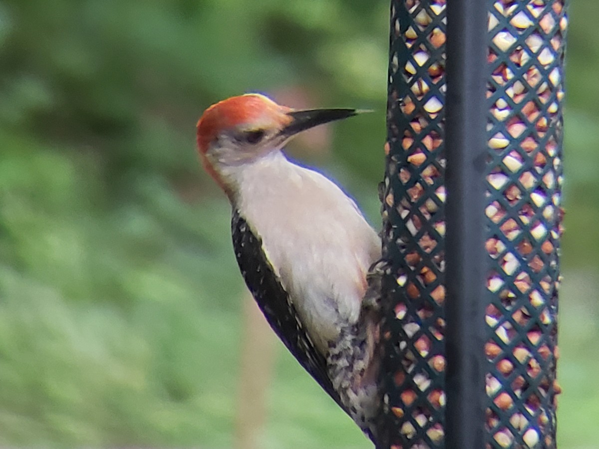 Red-bellied Woodpecker - Michelle Spacek