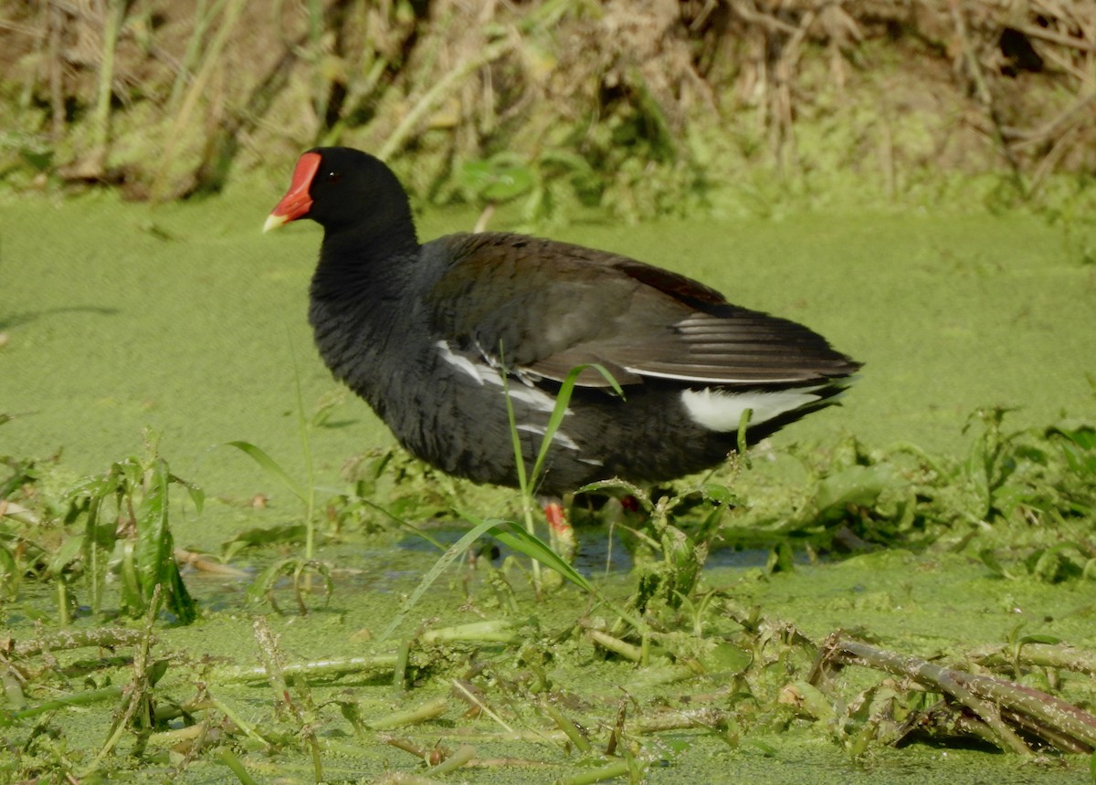 Common Gallinule - Bart Valentine