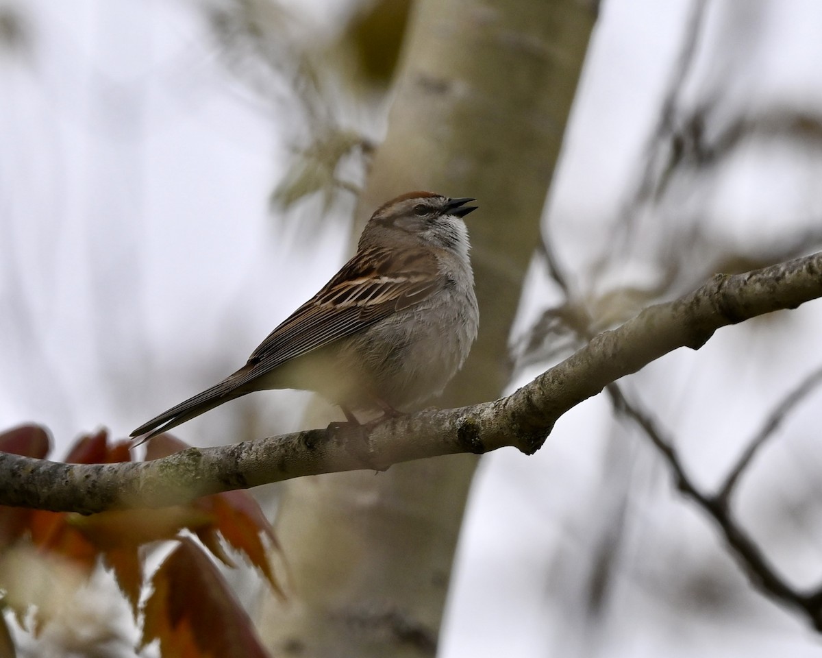 Chipping Sparrow - Joe Wujcik