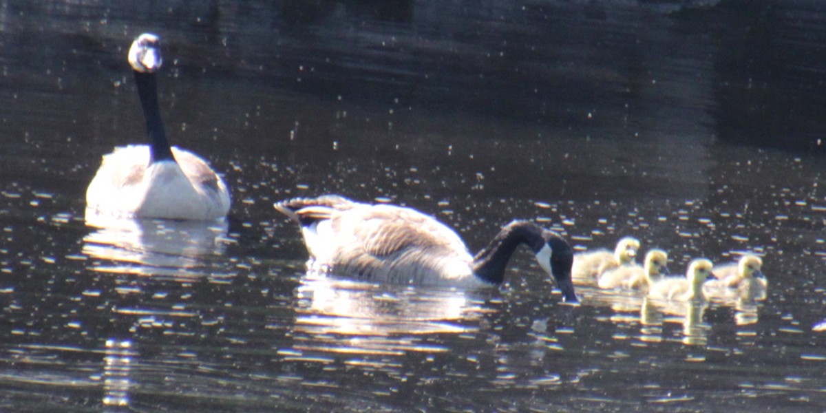 Canada Goose - Samuel Harris