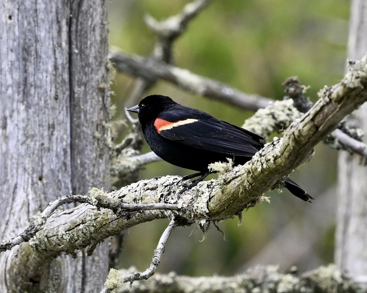 Red-winged Blackbird - Joe Wujcik