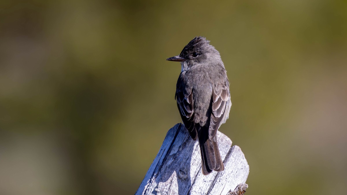 Olive-sided Flycatcher - Jim Gain