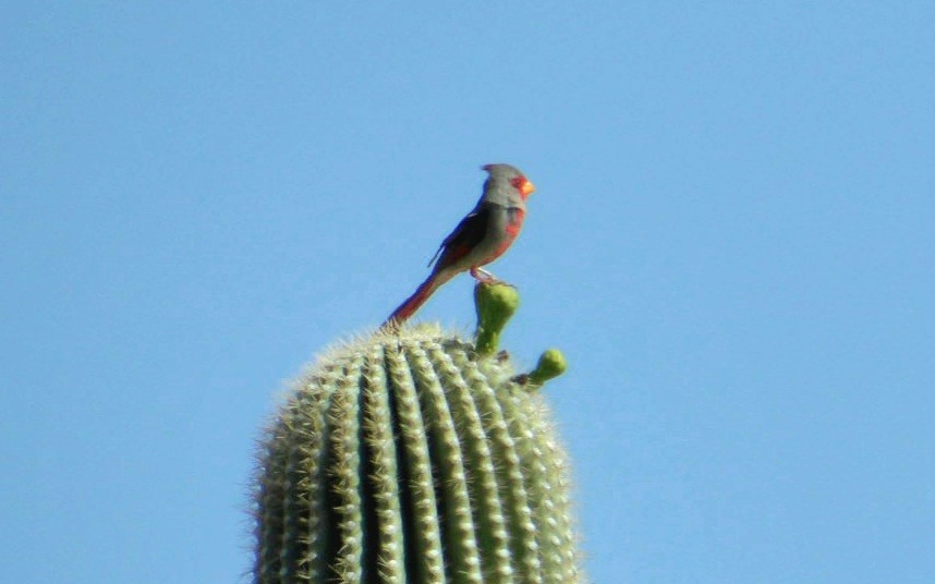 Pyrrhuloxia - Jeff Harding