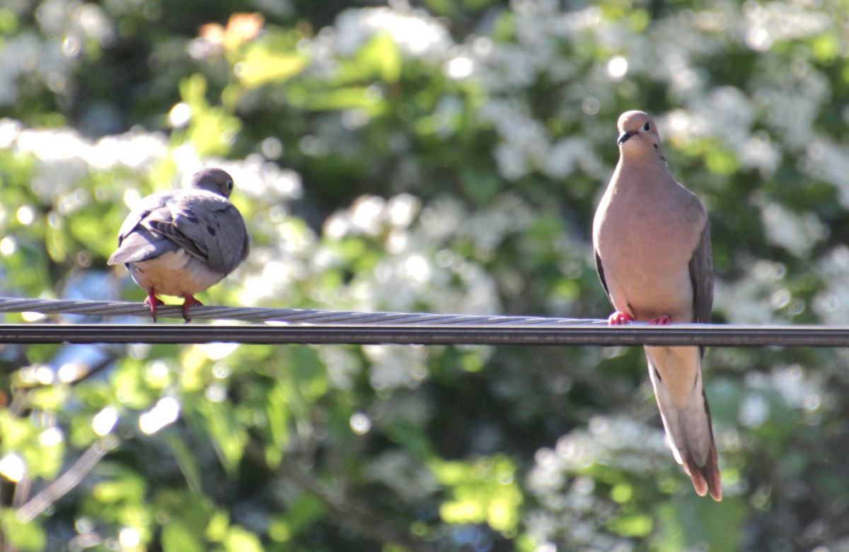 Mourning Dove - Samuel Harris