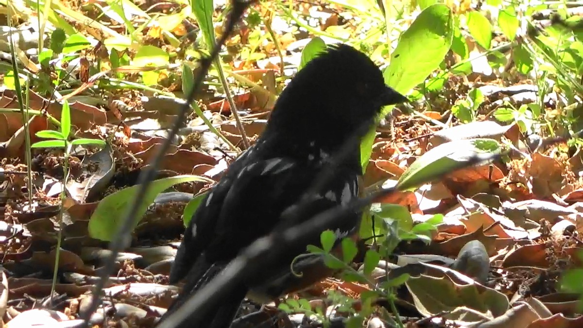 Spotted Towhee - Bruce Schine