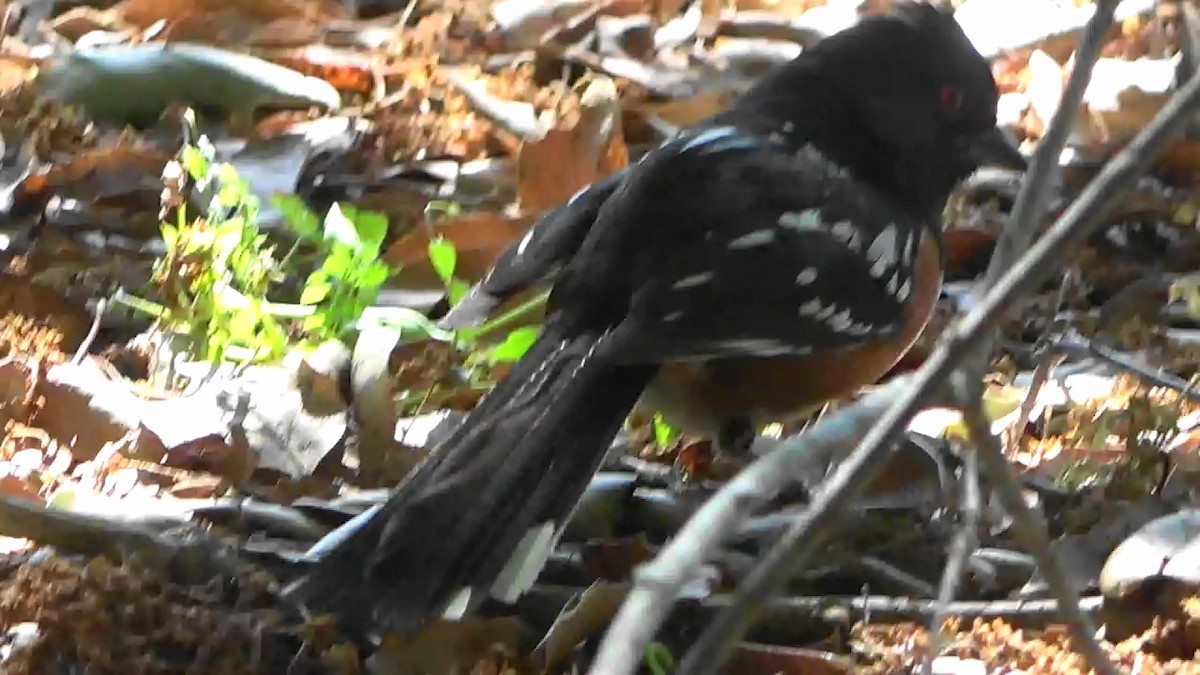 Spotted Towhee - Bruce Schine