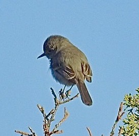 Gray Flycatcher - Mohini Rawool-Sullivan