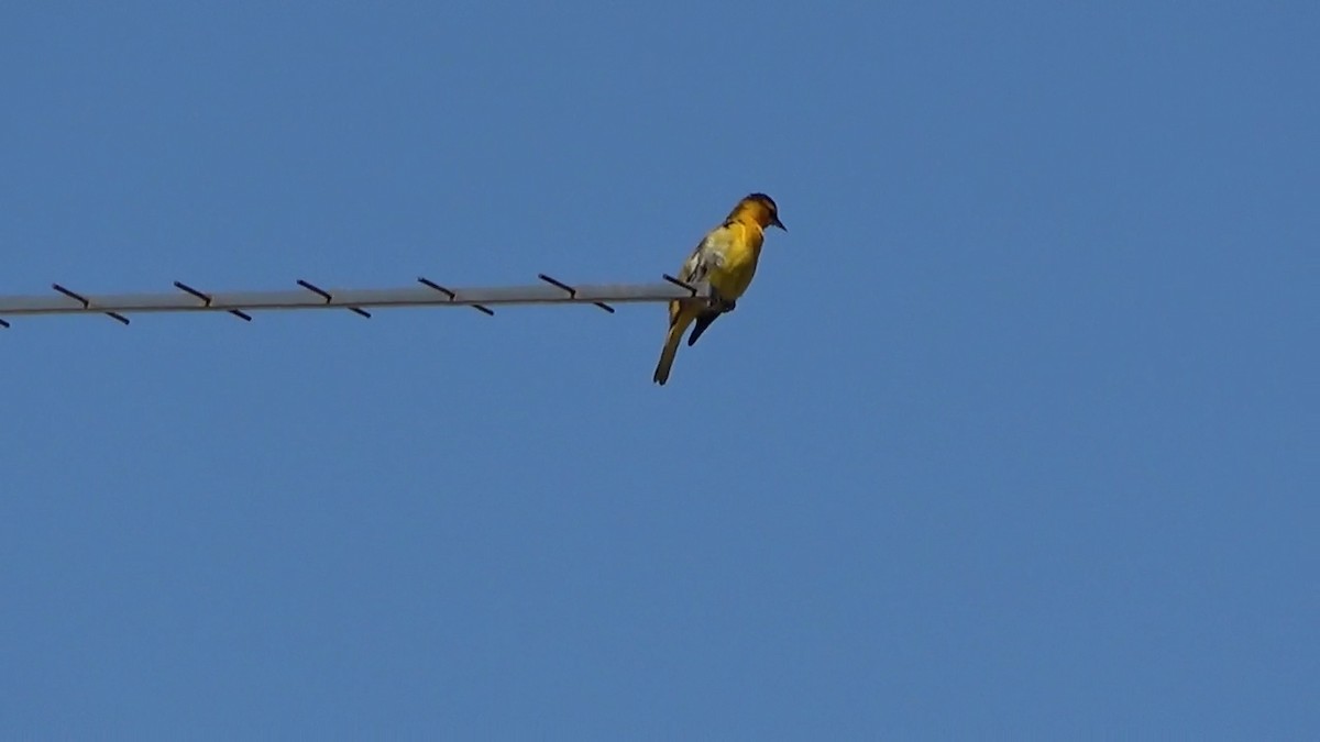 Bullock's Oriole - Bruce Schine