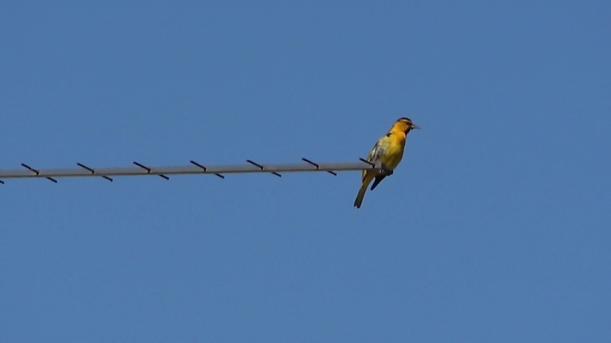 Bullock's Oriole - Bruce Schine