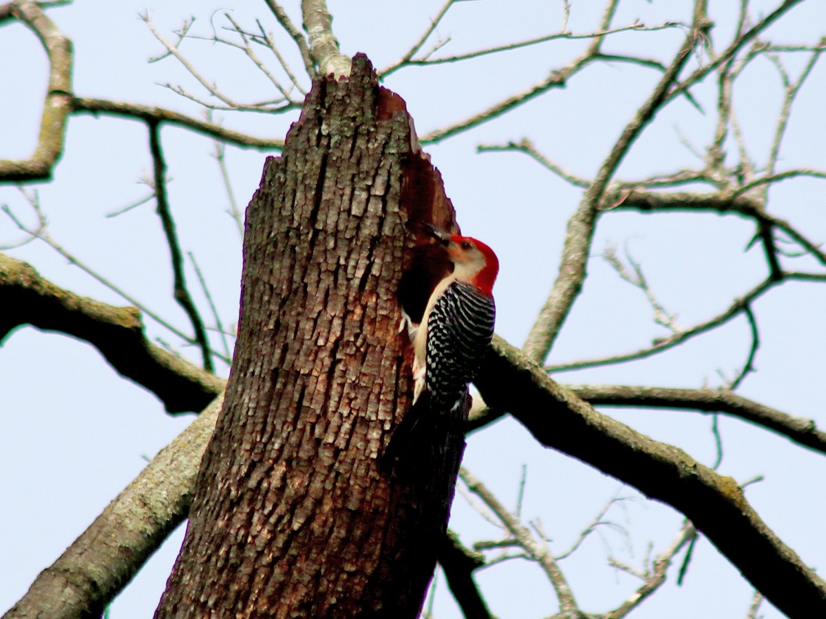 Red-bellied Woodpecker - Sherry Plessner