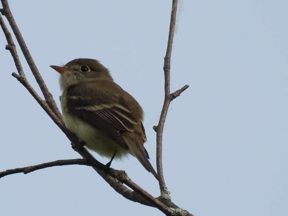 Least Flycatcher - Annik Paquet