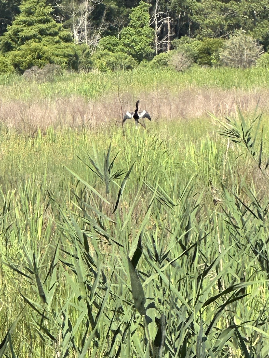 anhinga americká - ML619529276