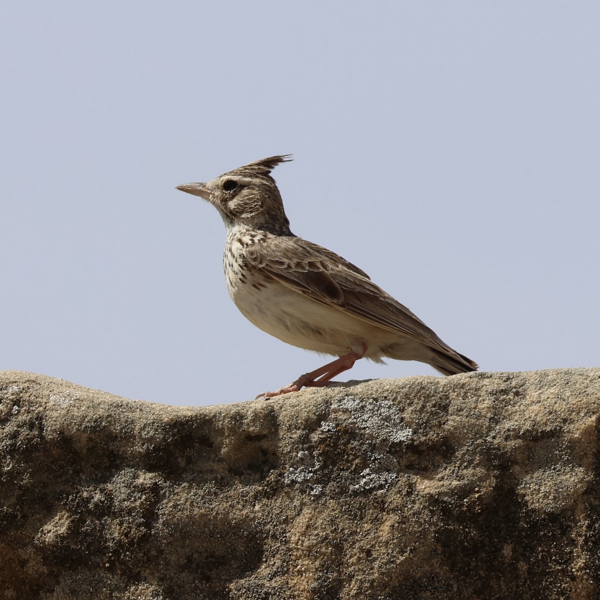 Crested Lark - Steve Nicolai