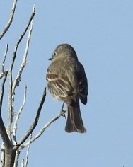 Gray Flycatcher - Mohini Rawool-Sullivan