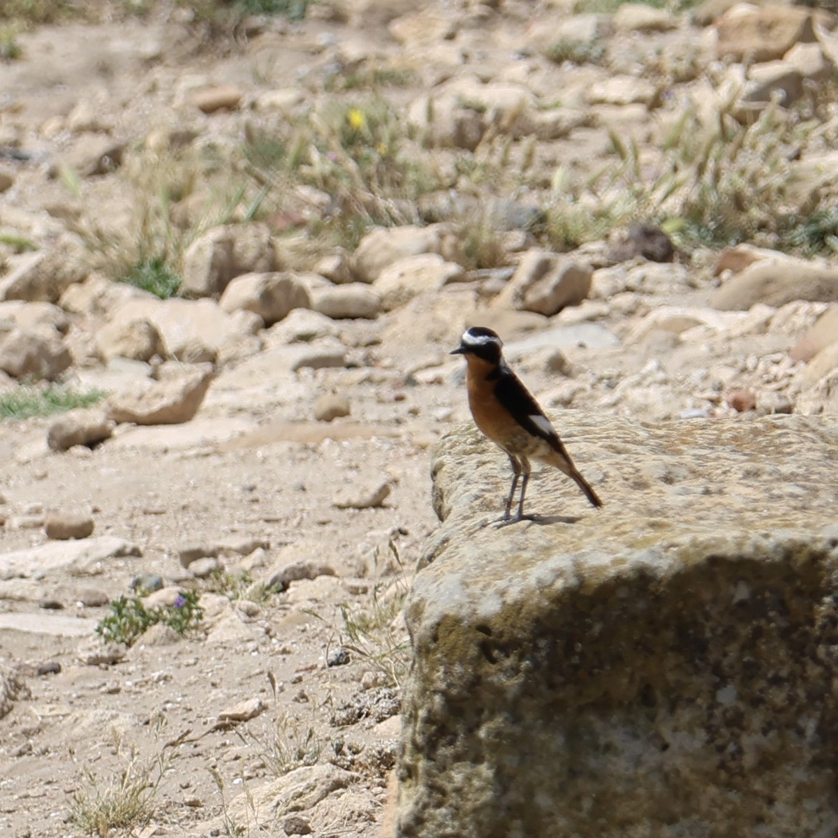 Moussier's Redstart - Steve Nicolai