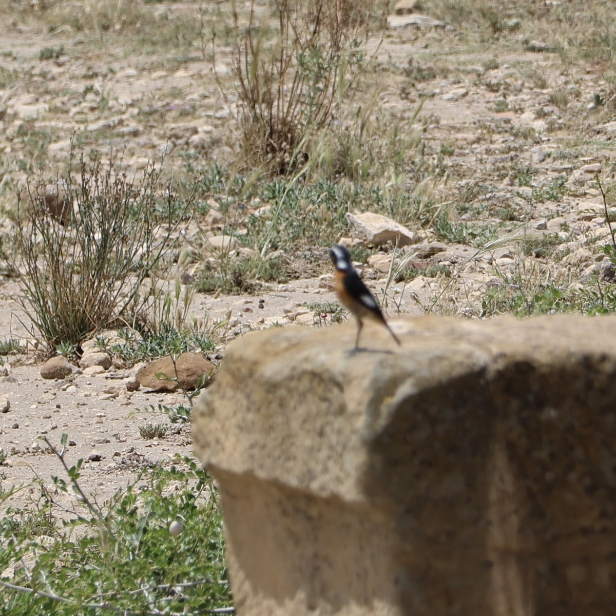 Moussier's Redstart - Steve Nicolai