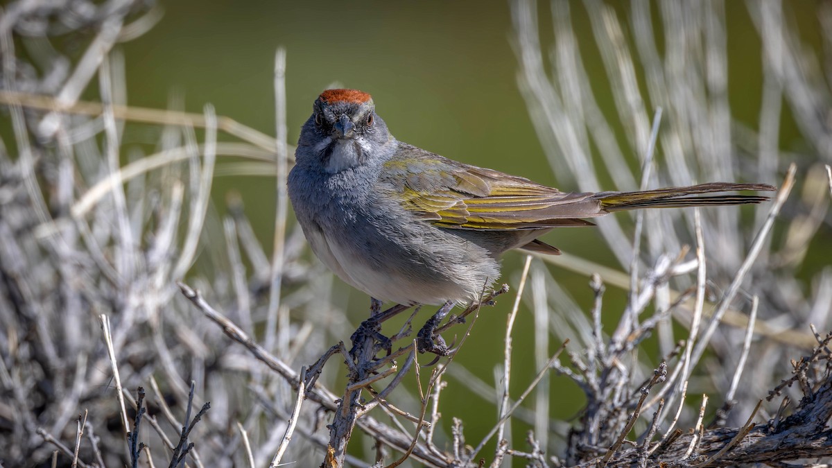 Green-tailed Towhee - ML619529293