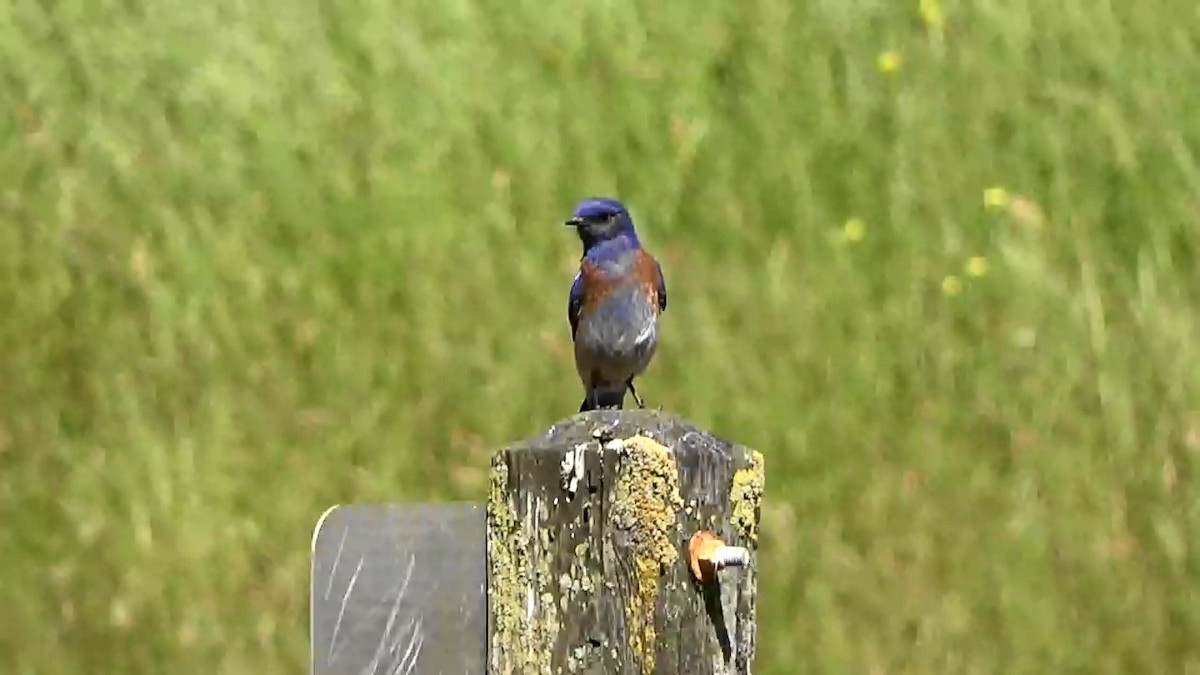 Western Bluebird - Bruce Schine