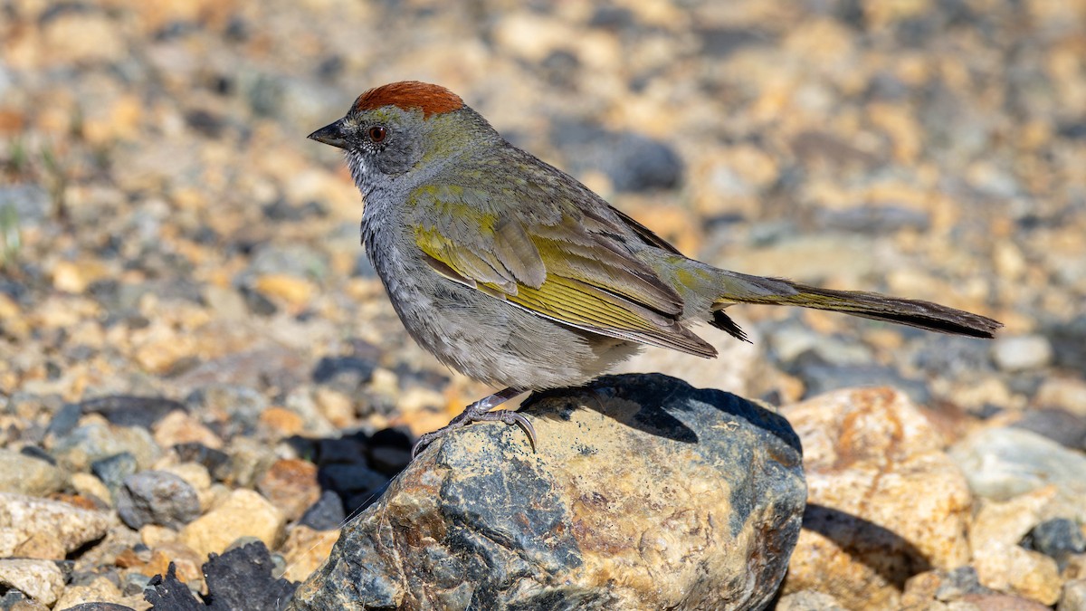 Green-tailed Towhee - Jim Gain