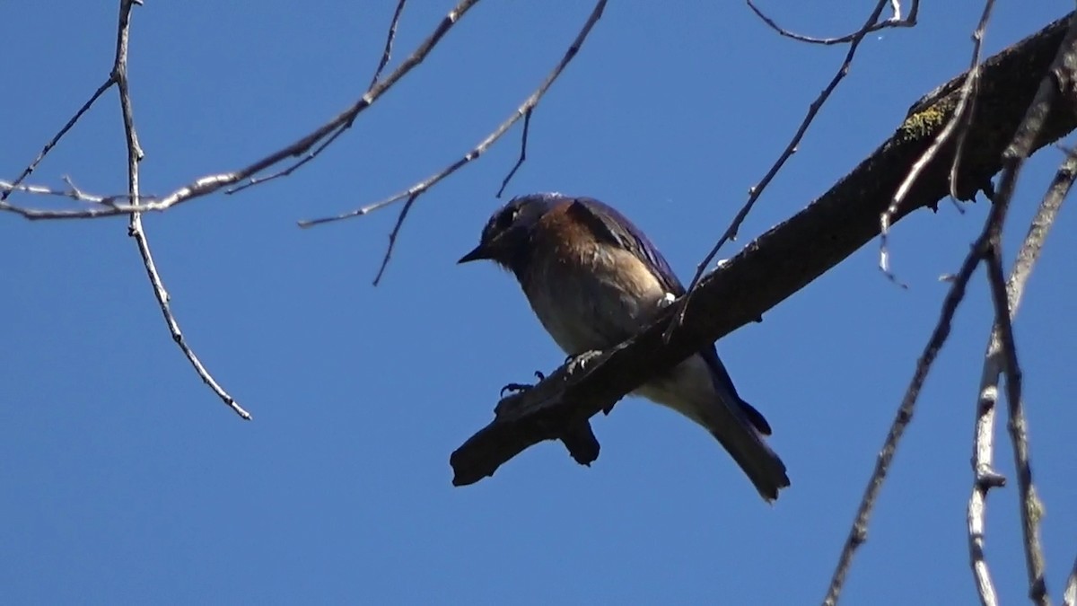 Western Bluebird - Bruce Schine