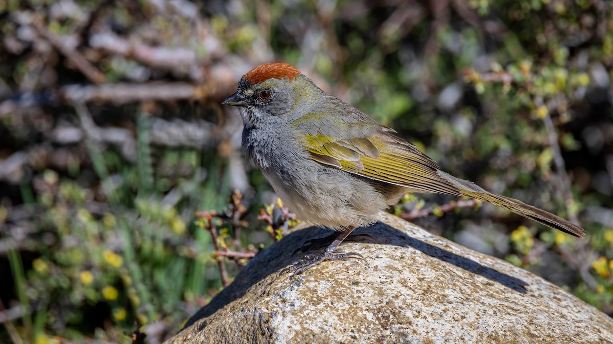 Green-tailed Towhee - Jim Gain