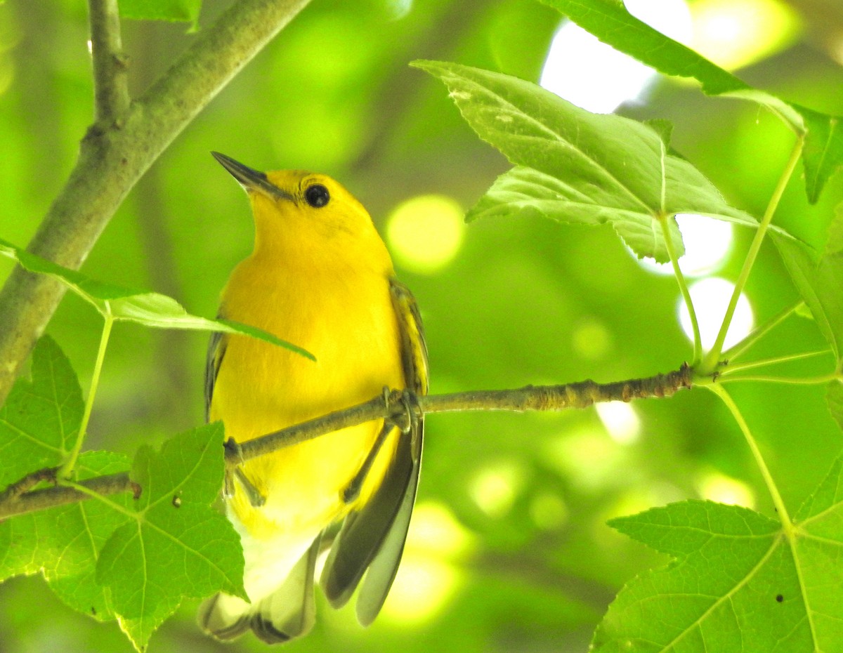 Prothonotary Warbler - Bart Valentine