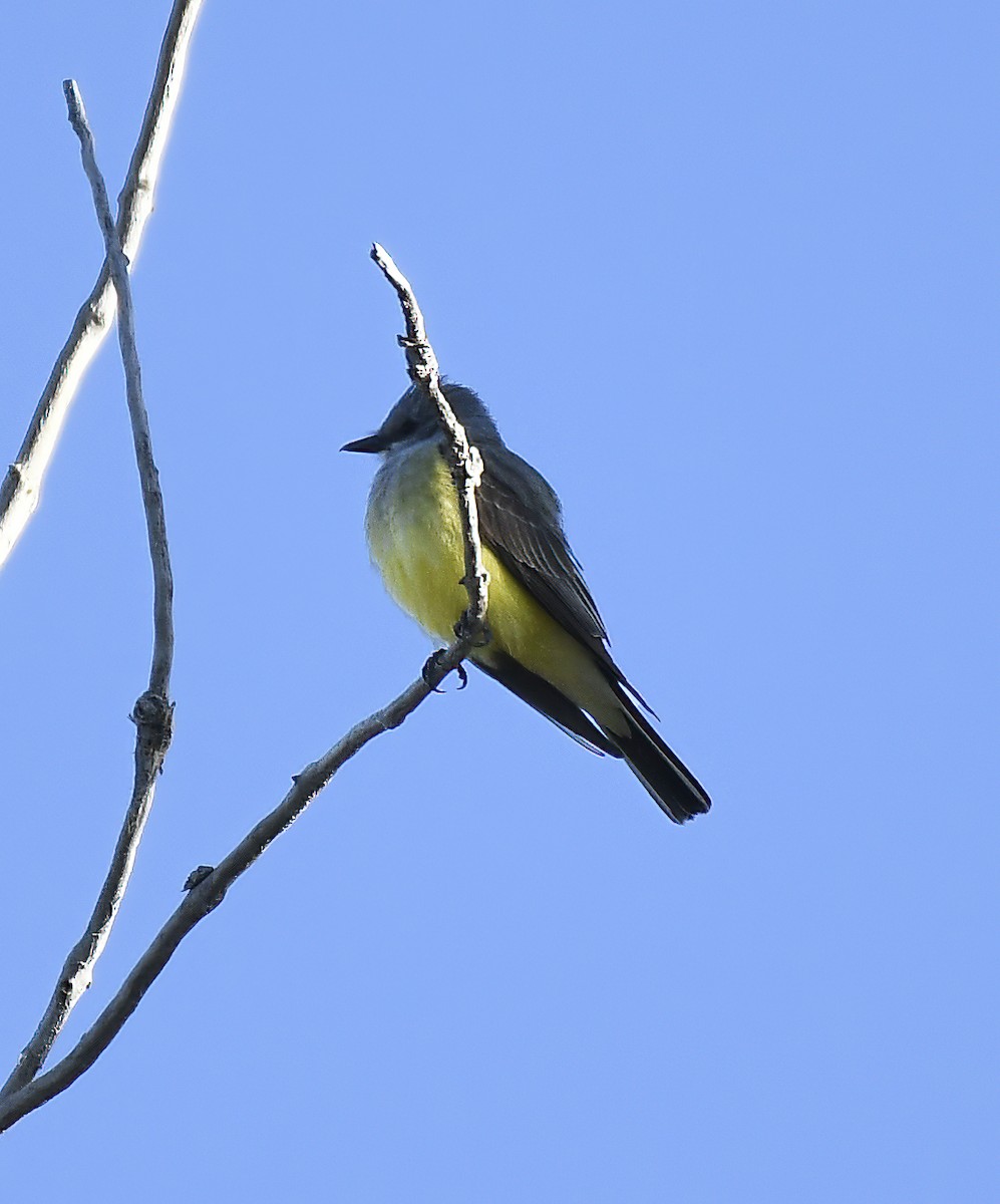 Western Kingbird - Jim Ward