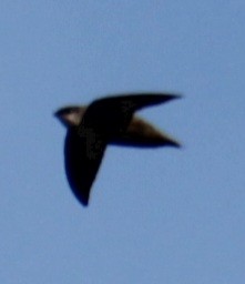 Chimney Swift - Samuel Harris