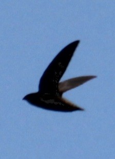 Chimney Swift - Samuel Harris