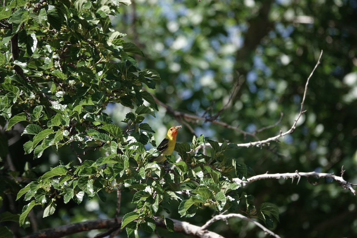 Western Tanager - Kathy West