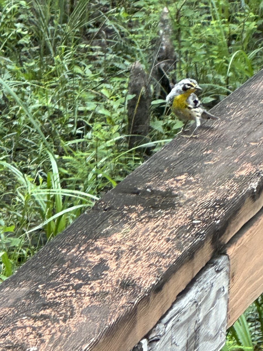 Yellow-throated Warbler - Cole Lundquist