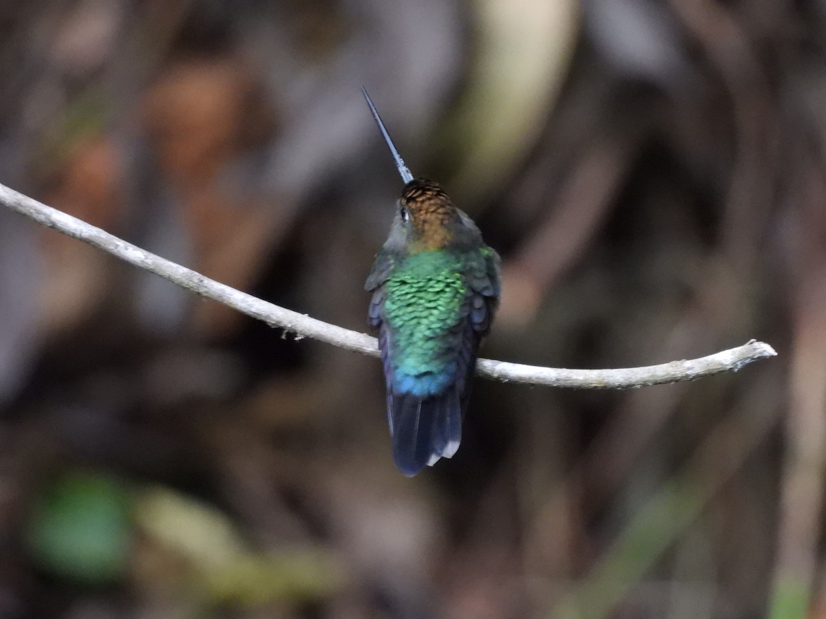 Green-fronted Lancebill - Susan Thome-Barrett