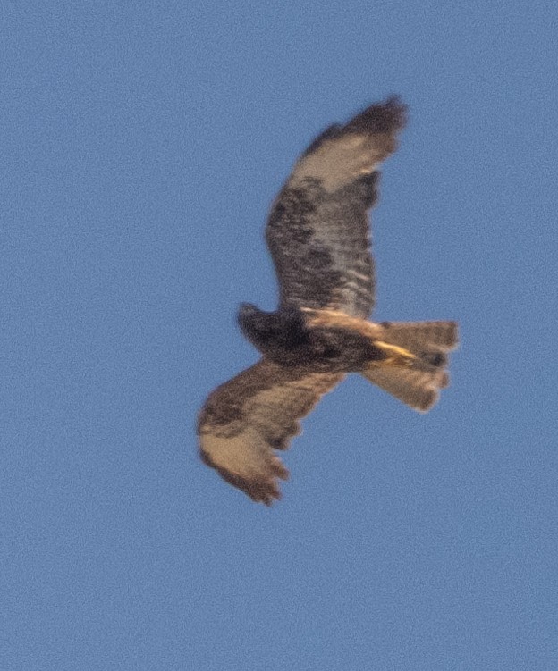 Short-tailed Hawk - Mark Penkower