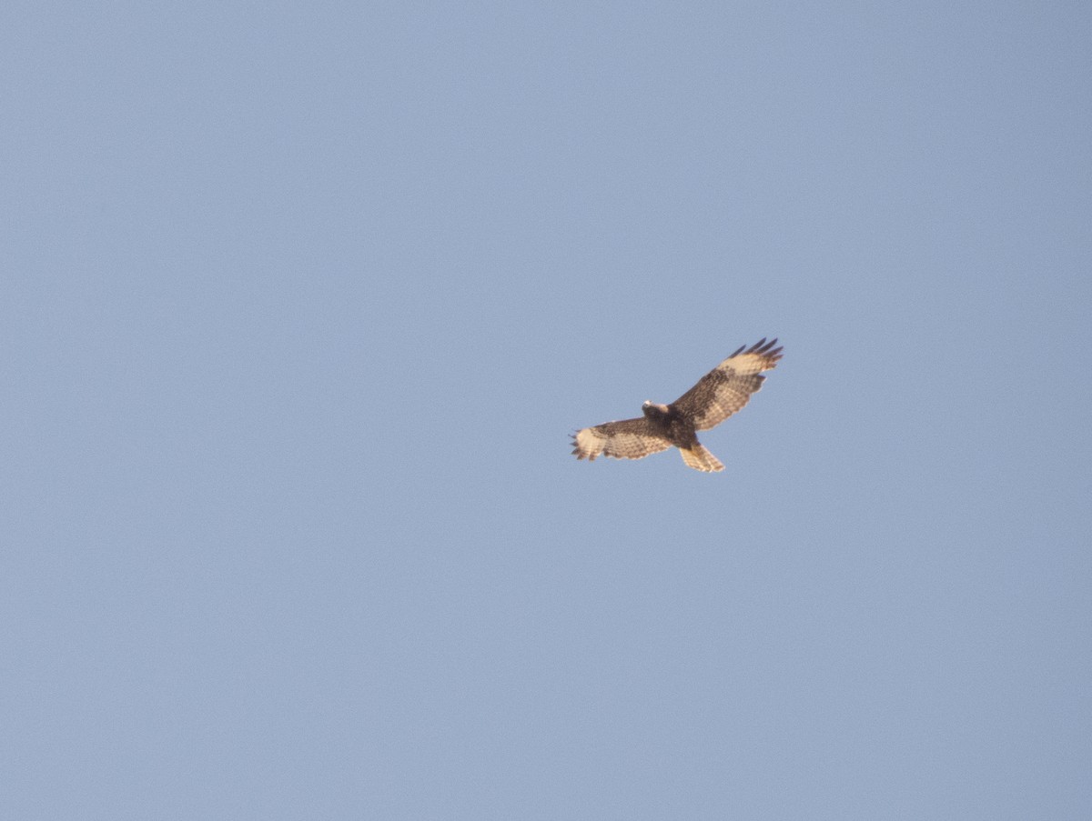 Short-tailed Hawk - Mark Penkower