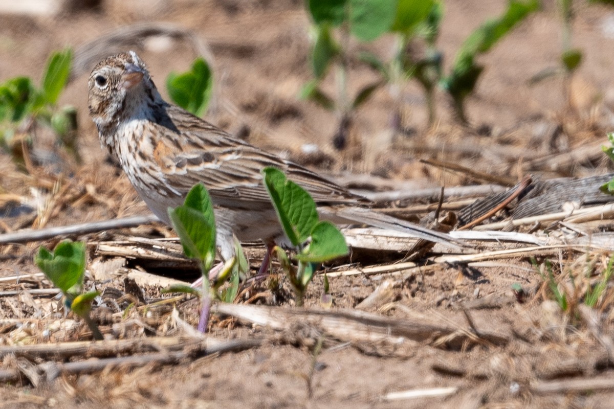 Vesper Sparrow - Martin Kaehrle