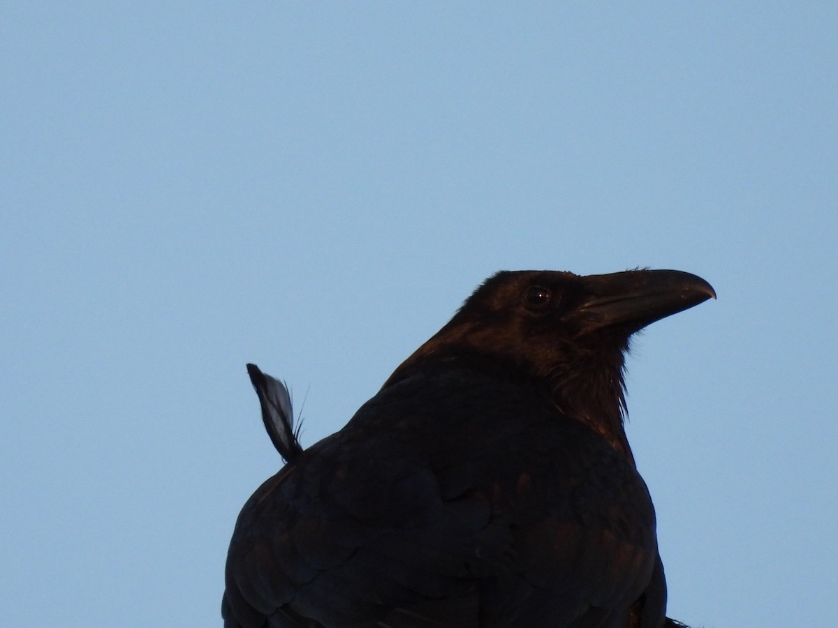 Common Raven - Annik Paquet