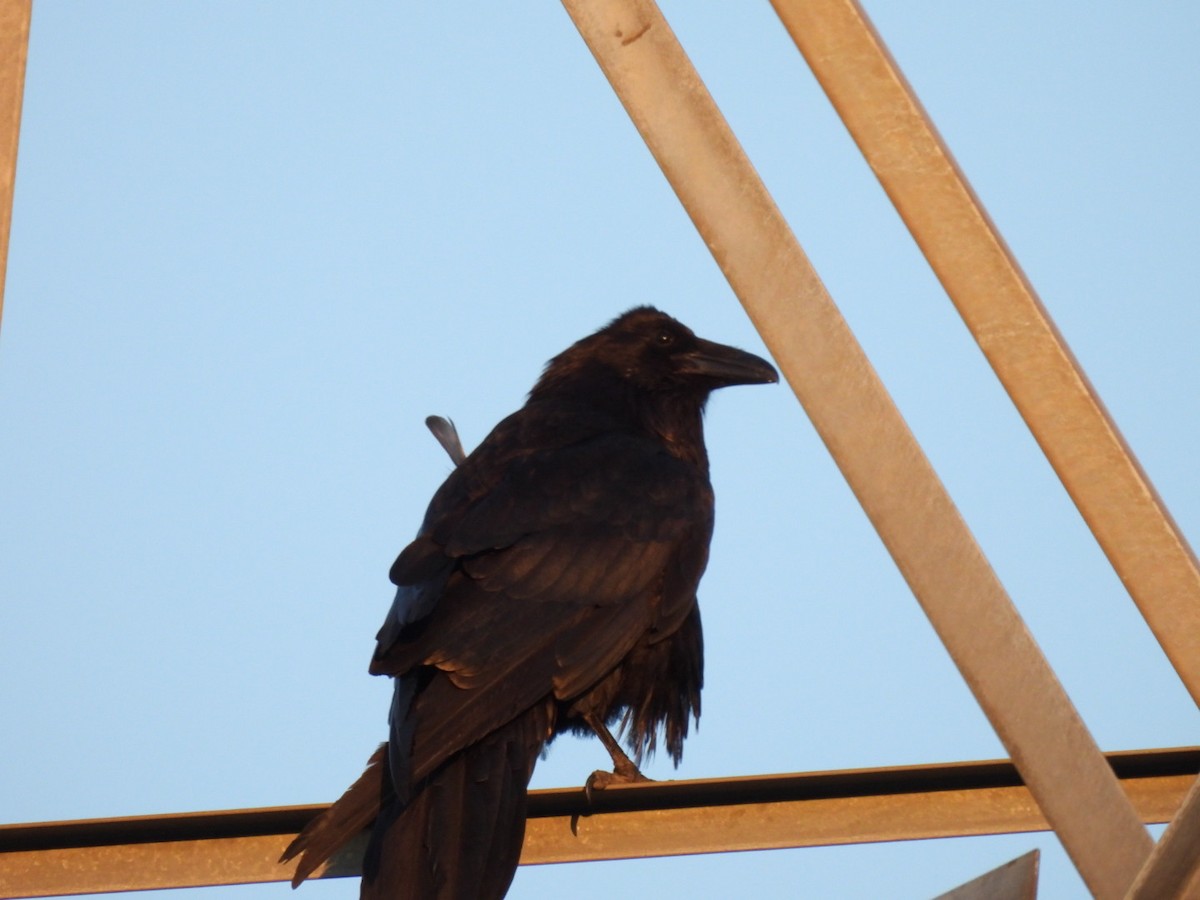 Common Raven - Annik Paquet